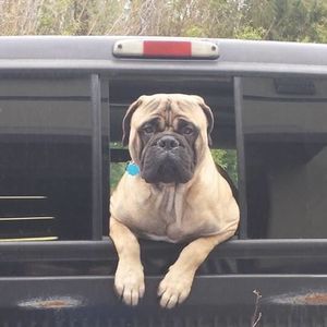 Meet your Posher, Cameron